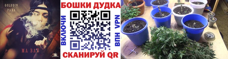 Каннабис планчик  Иннополис 